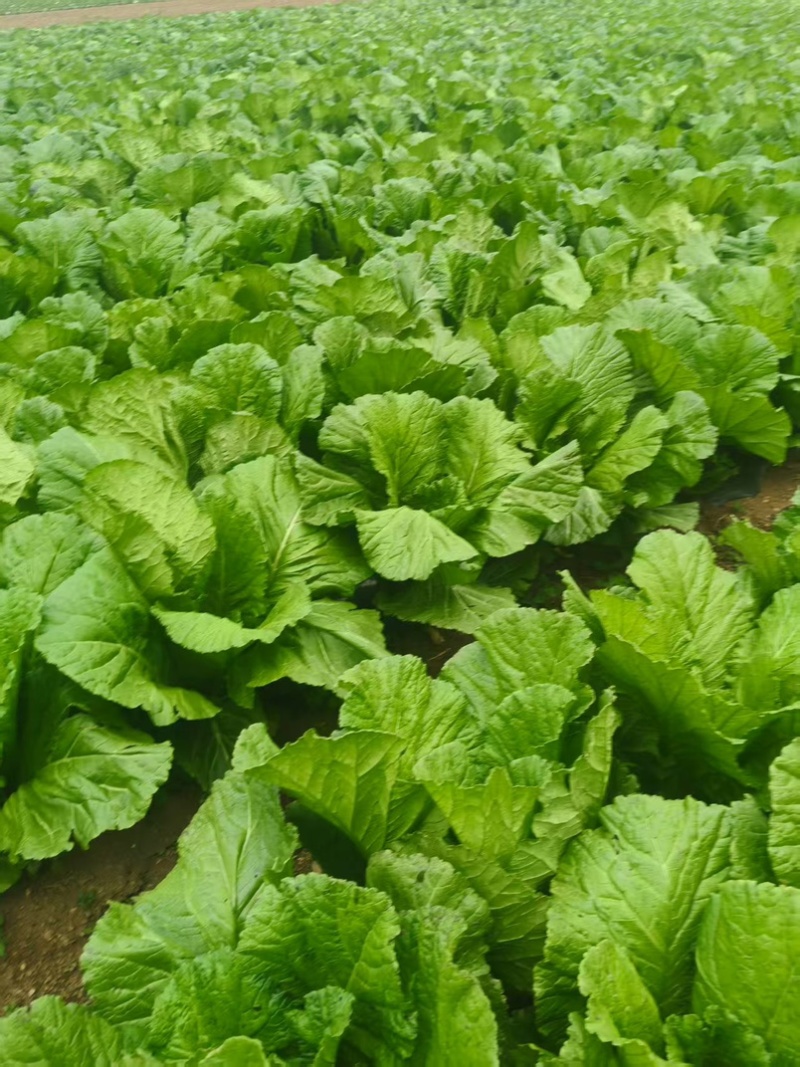 贵州毕节精品芥菜农户一手货源有需要的联系