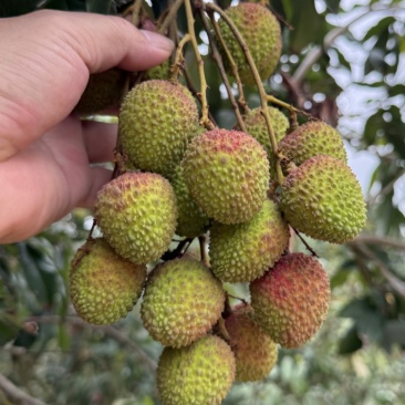 妃子笑荔枝