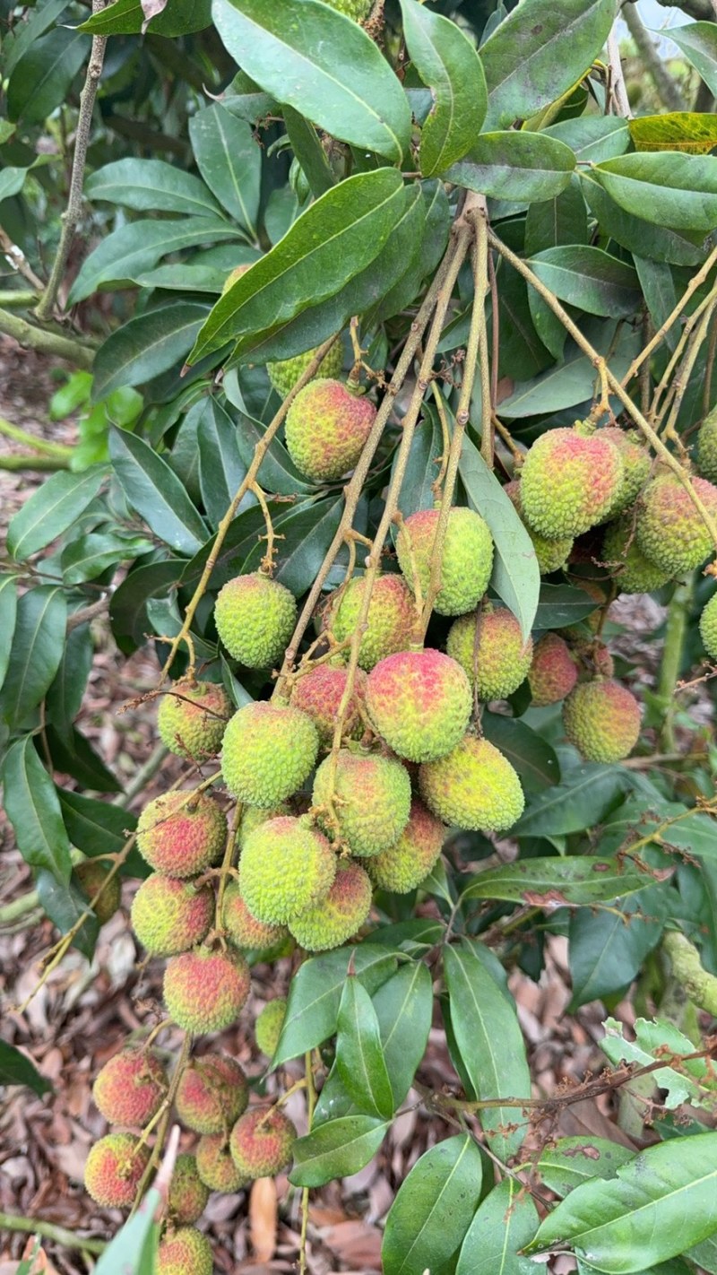 妃子笑荔枝