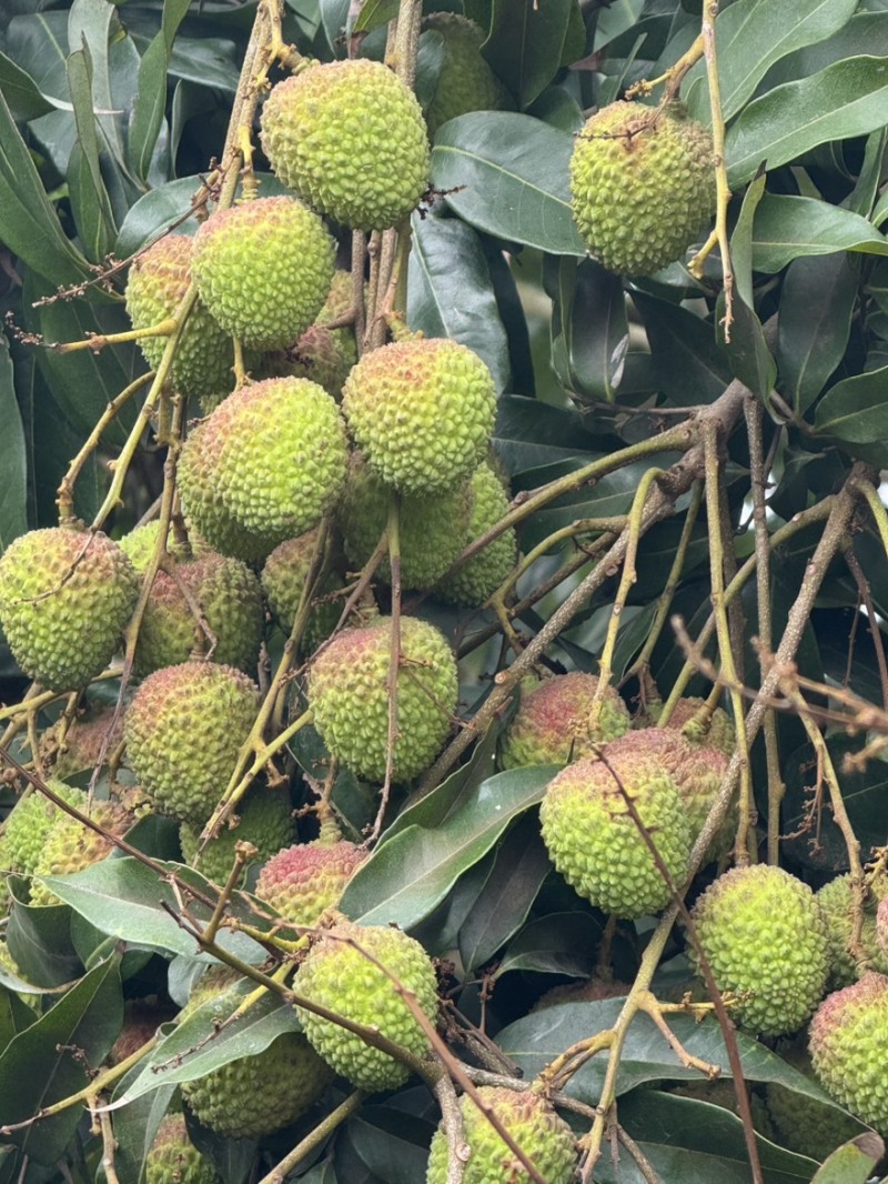 妃子笑荔枝