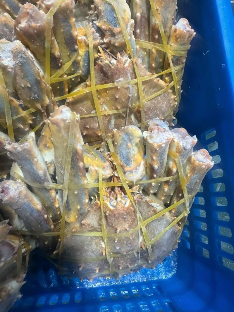 生冻俄罗斯帝王蟹全规格现货A级蓝帝王蟹