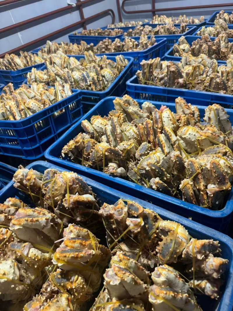 生冻俄罗斯帝王蟹全规格现货A级蓝帝王蟹