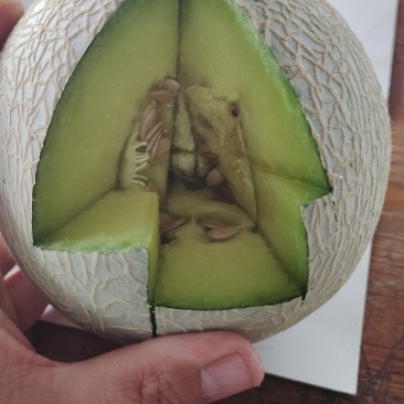 网纹瓜库拉，