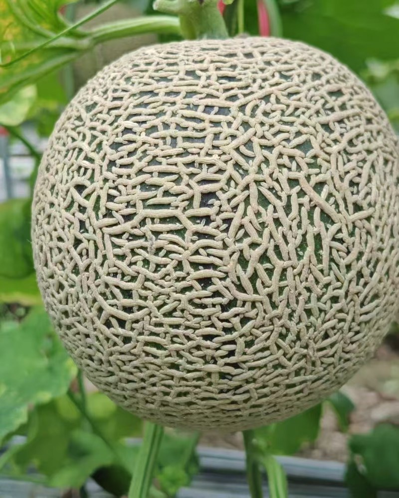 网纹瓜库拉，
