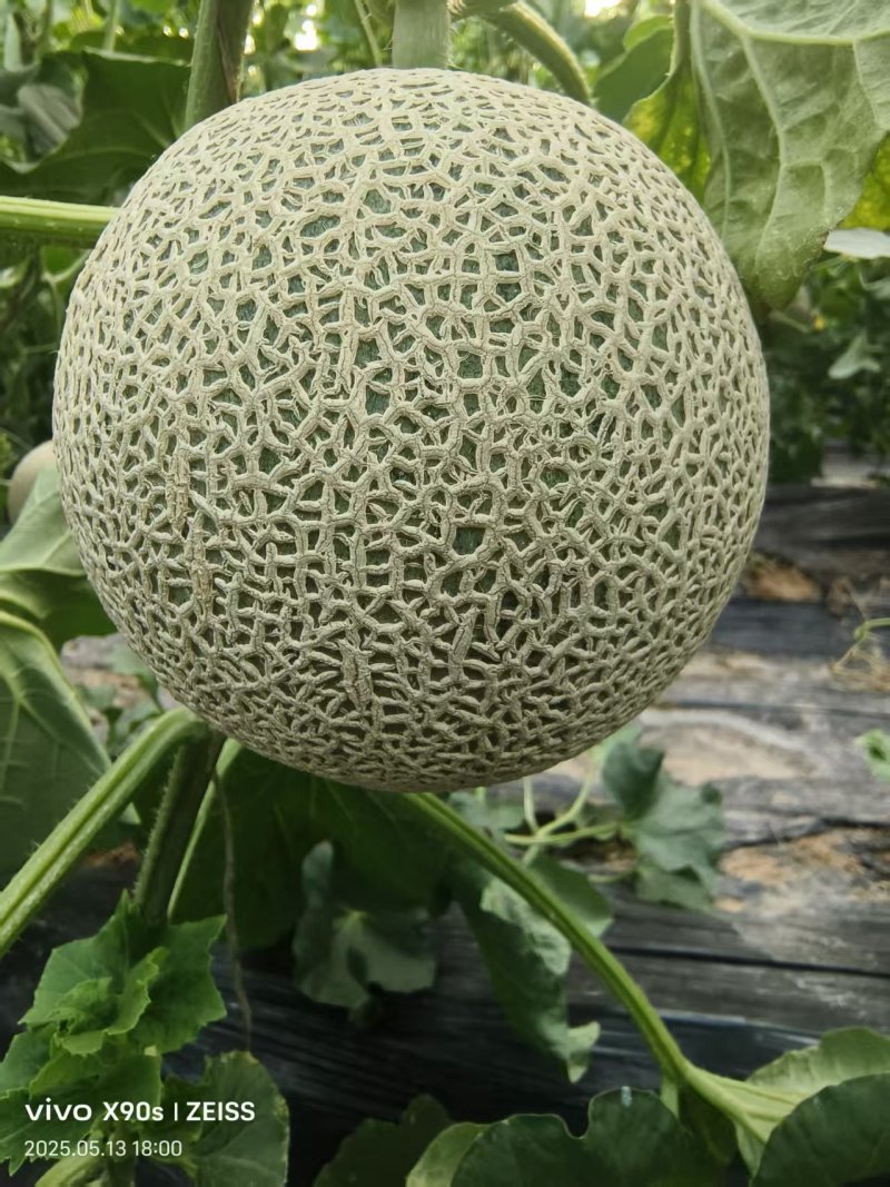 网纹瓜库拉，