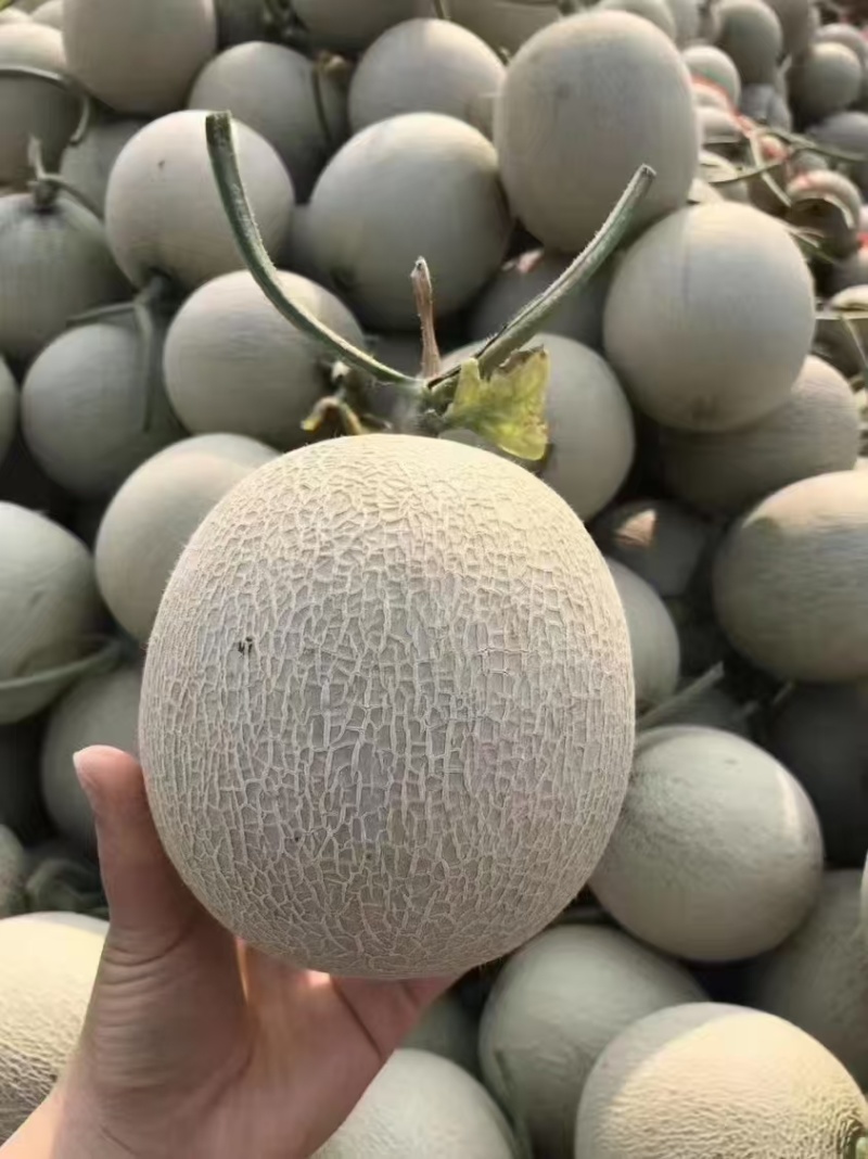 网纹瓜库拉，