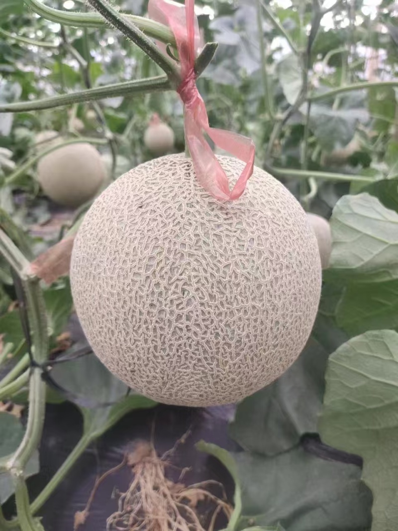 网纹瓜库拉，