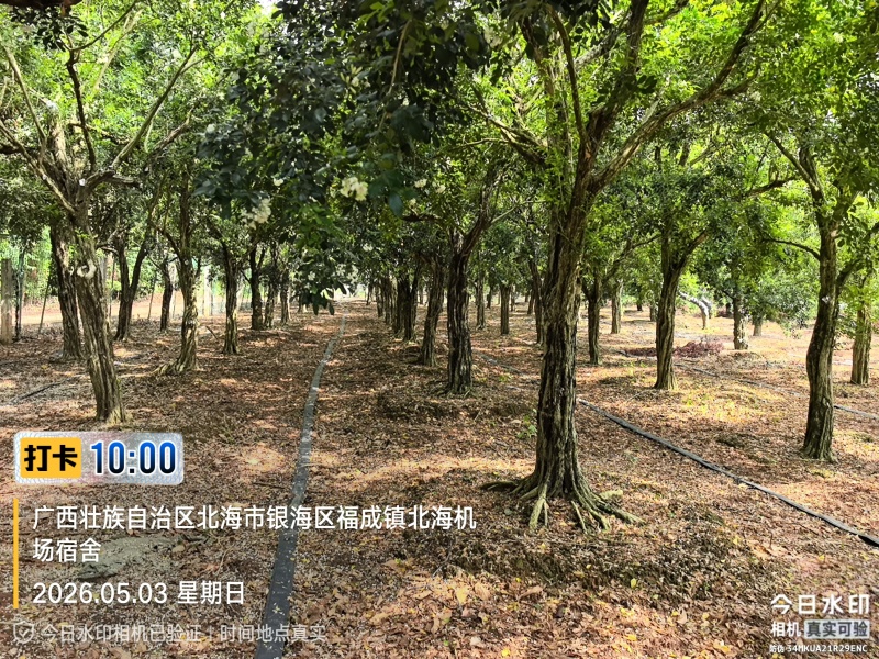 九里香老树高桩地径18公分30年九里香现货百棵批量出售
