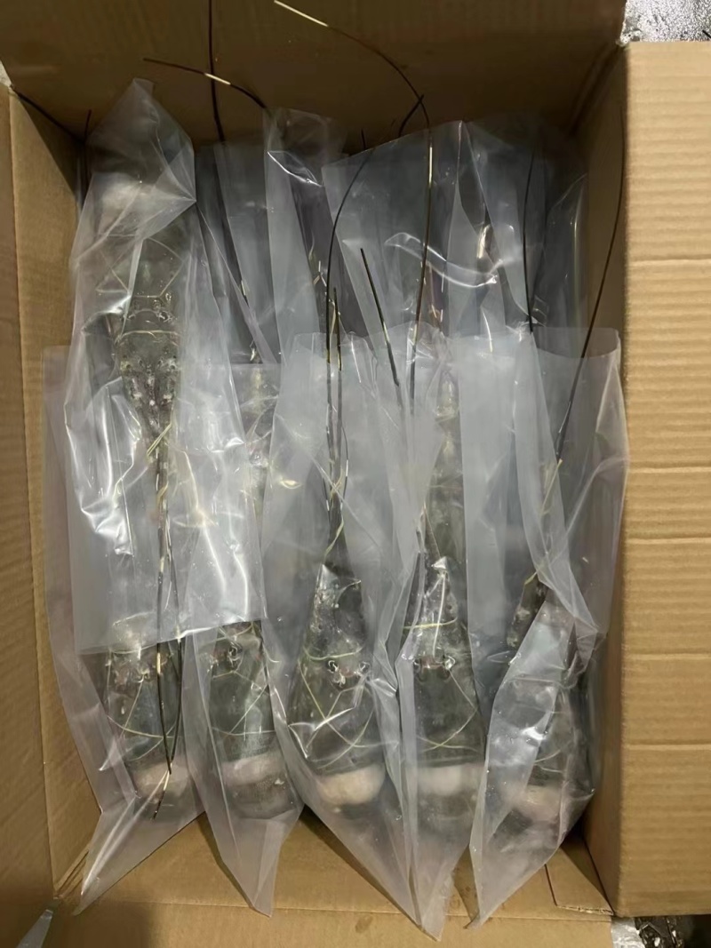 冻青龙越南小青龙全规格现货