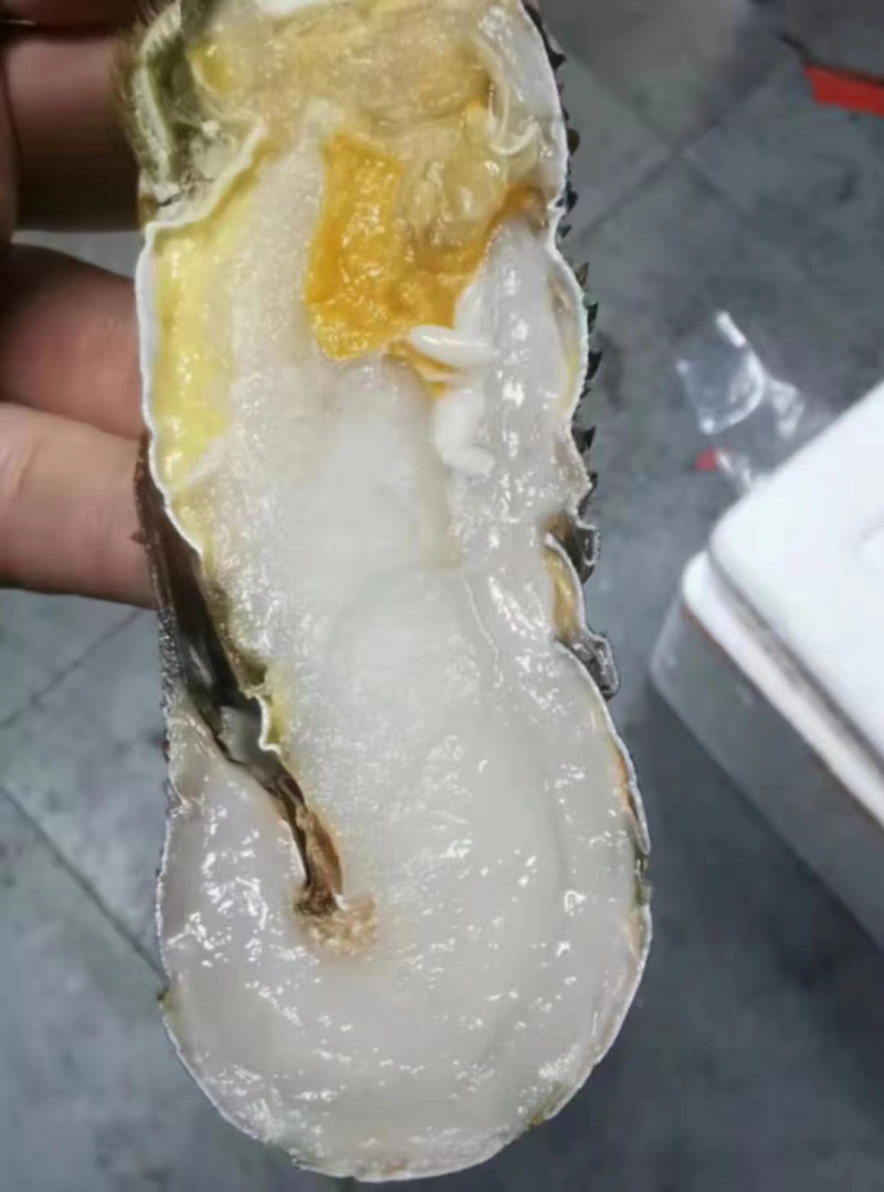 冻青龙越南小青龙全规格现货