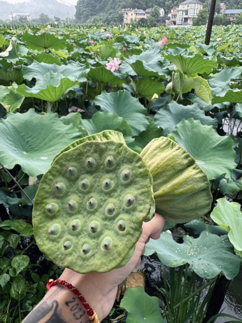 本人20亩莲蓬藕苗出售需要的来