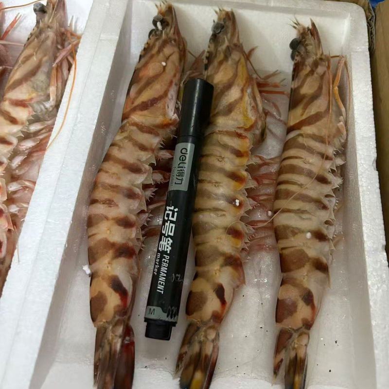 冻大明虾对虾九节虾斑节虾全规格现货