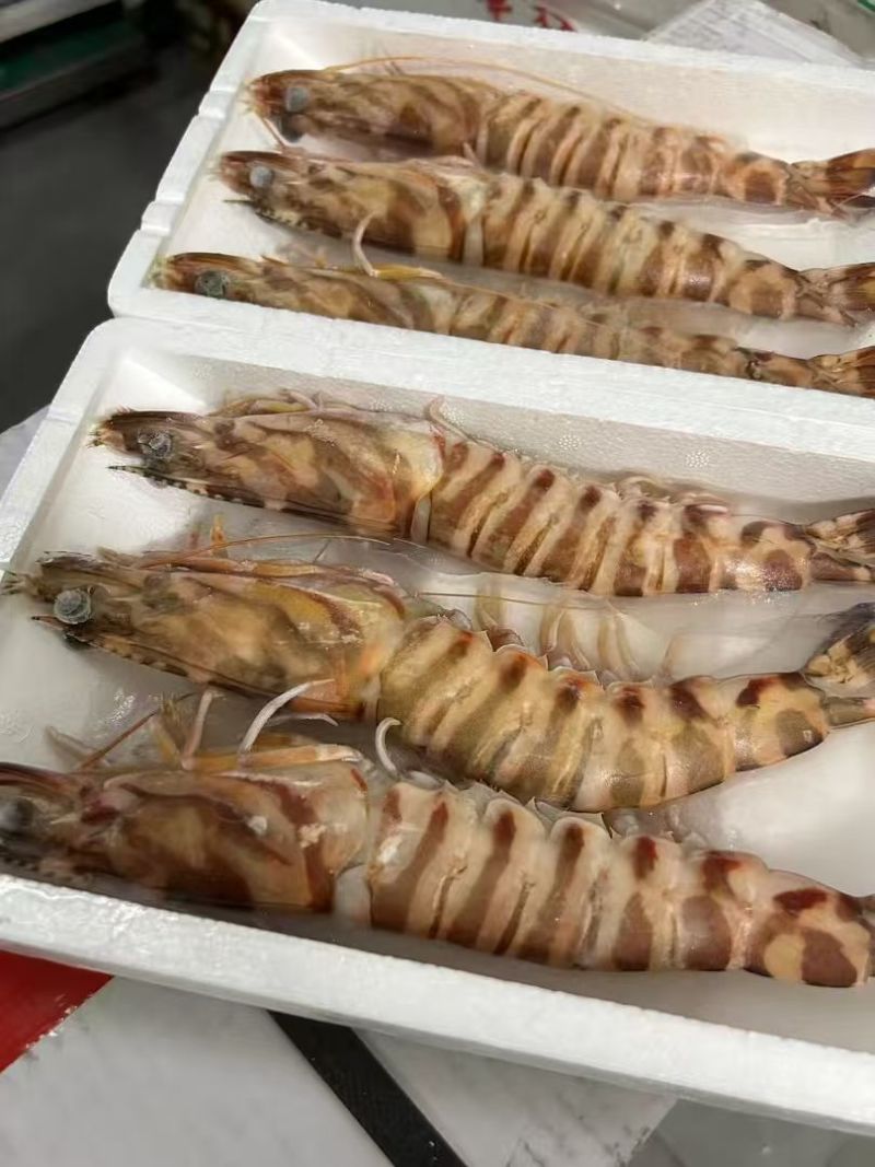 冻大明虾对虾九节虾斑节虾全规格现货