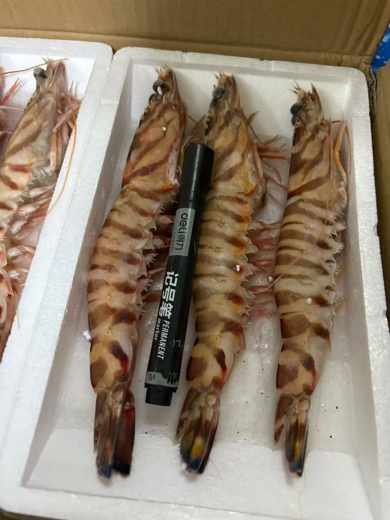 冻大明虾对虾九节虾斑节虾全规格现货