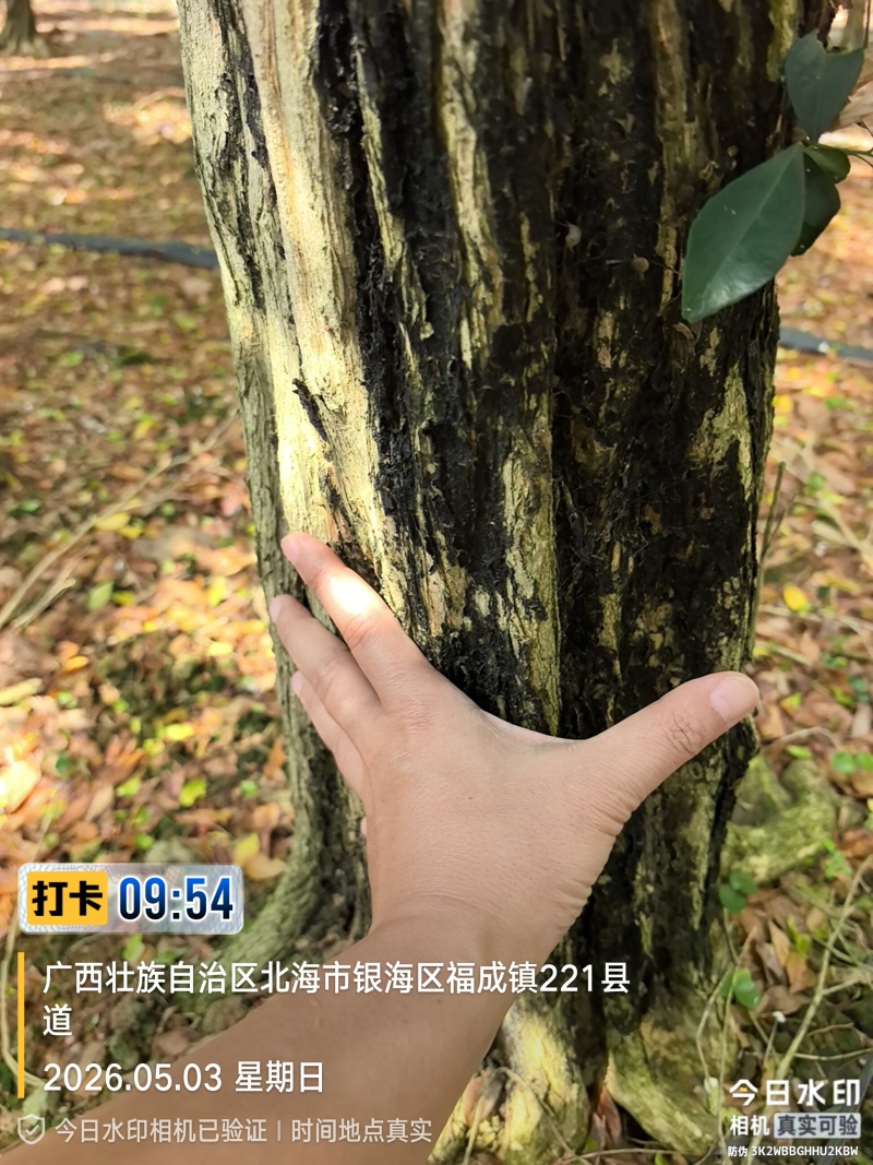 九里香老树高桩30年树龄老桩、庭院景观树、大型盆景素材