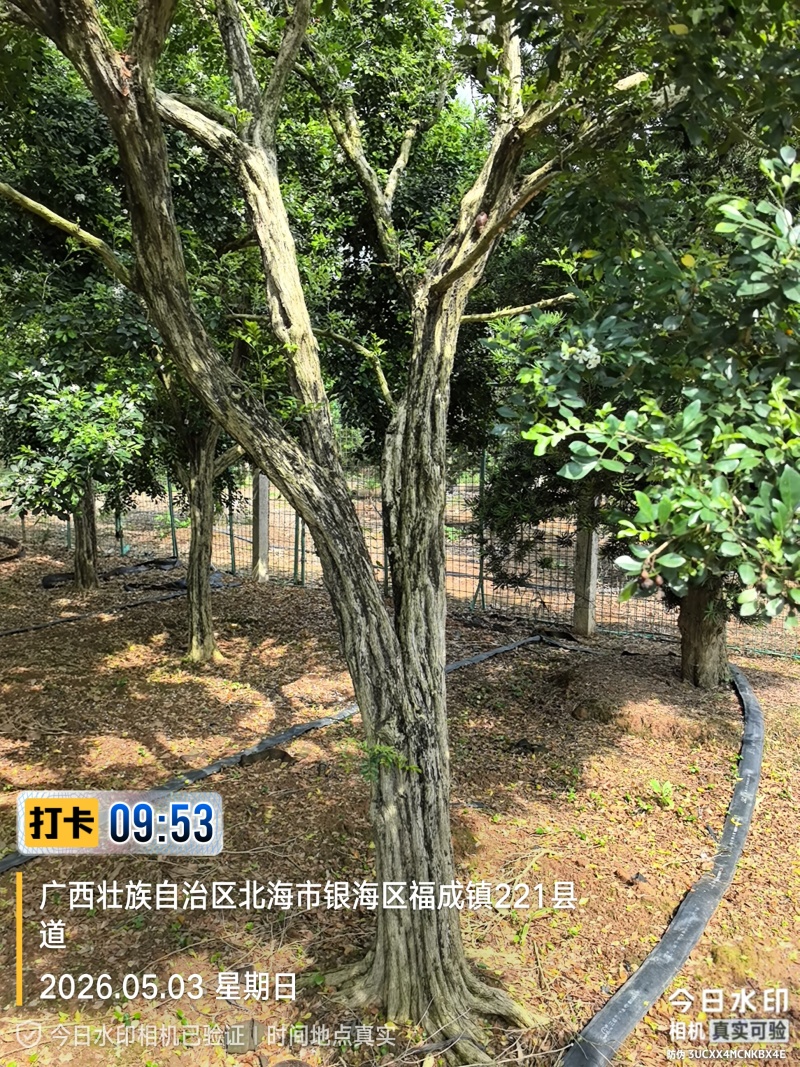 九里香老树高桩30年树龄老桩、庭院景观树、大型盆景素材