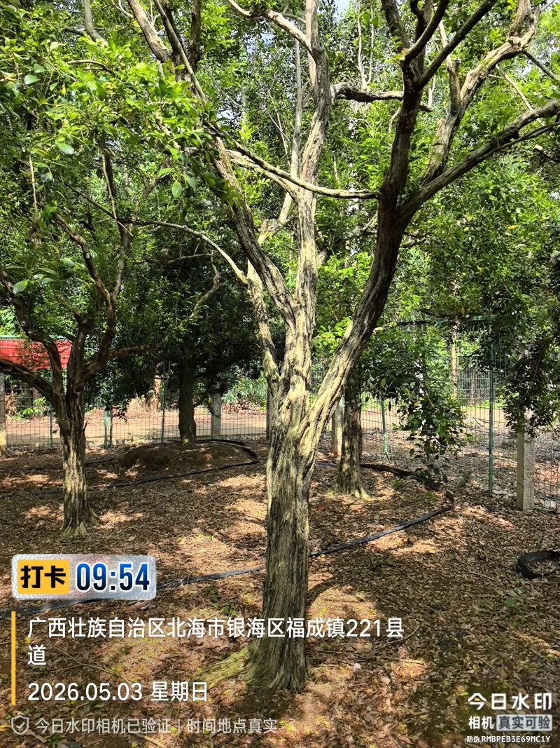 九里香老树高桩30年树龄老桩、庭院景观树、大型盆景素材