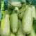 头茬八棱脆瓜