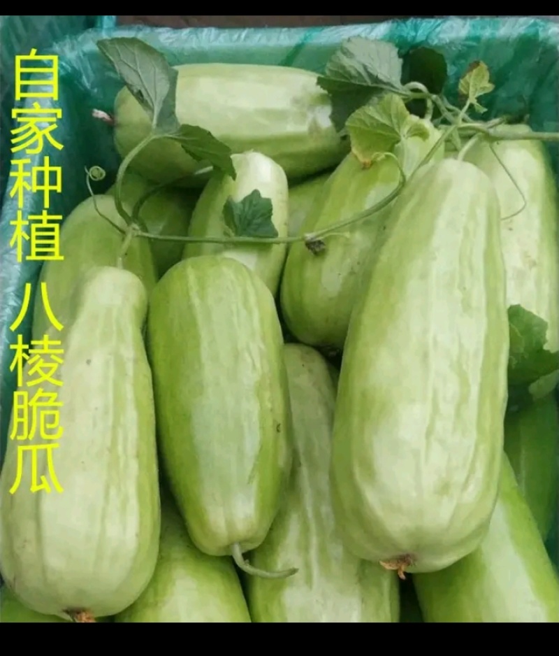 头茬八棱脆瓜