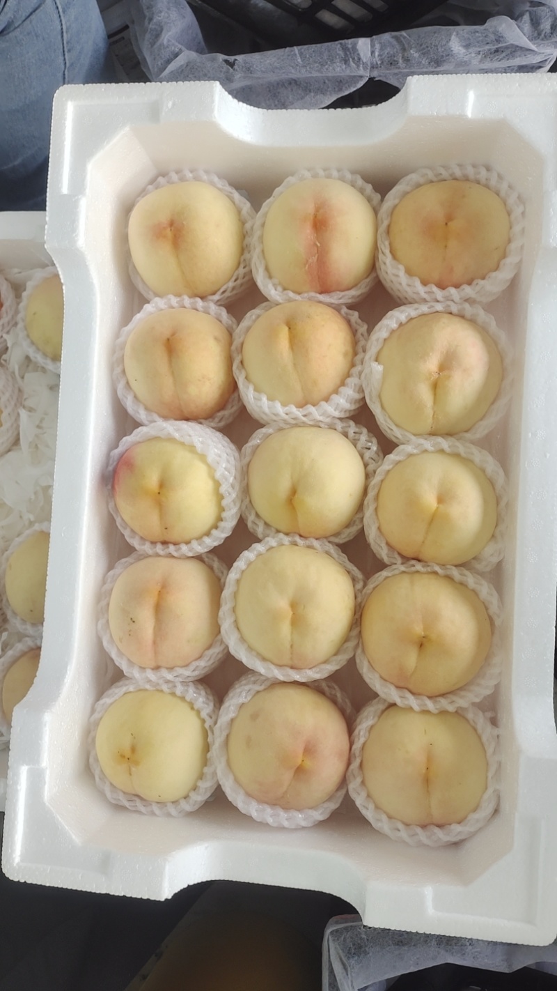 白凤水蜜桃白桃突围水蜜桃桃袋桃红桃