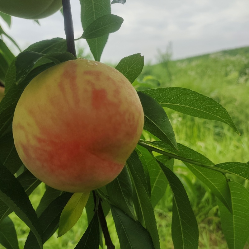 白凤水蜜桃白桃突围水蜜桃桃袋桃红桃