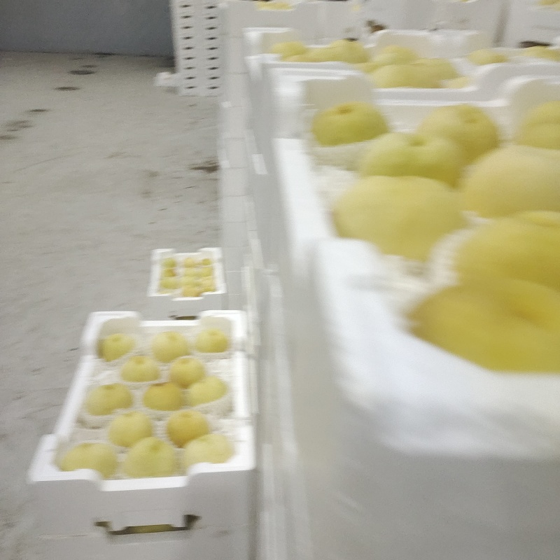 白凤水蜜桃白桃突围水蜜桃桃袋桃红桃