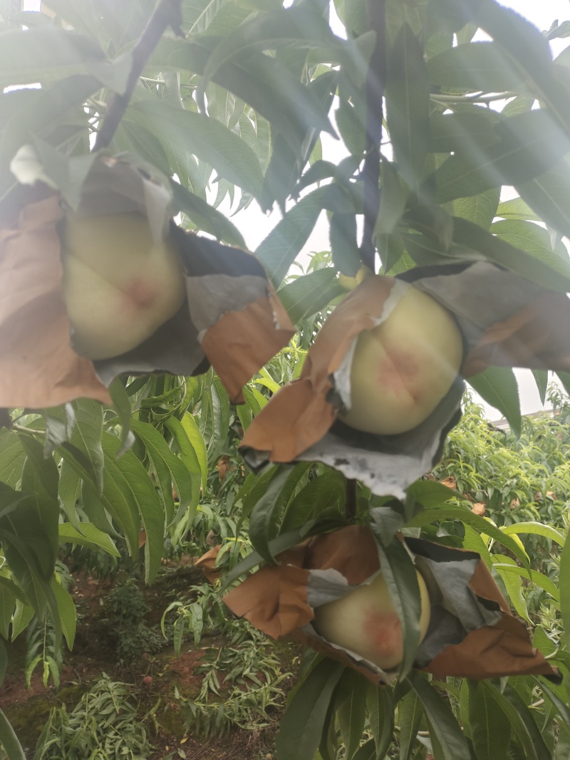 白凤水蜜桃白桃突围水蜜桃桃袋桃红桃