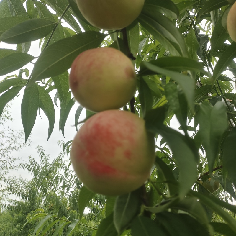 白凤水蜜桃白桃突围水蜜桃桃袋桃红桃