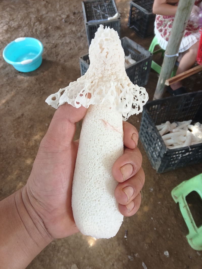 竹荪