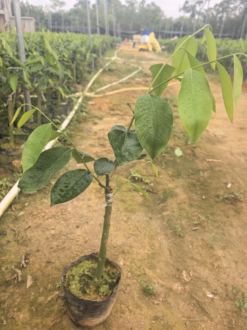 奇楠沉香罗门黑棋金沙叶树心油广东茂名基地直发欢迎选购
