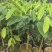 奇楠沉香罗门黑棋金沙叶树心油广东茂名基地直发欢迎选购