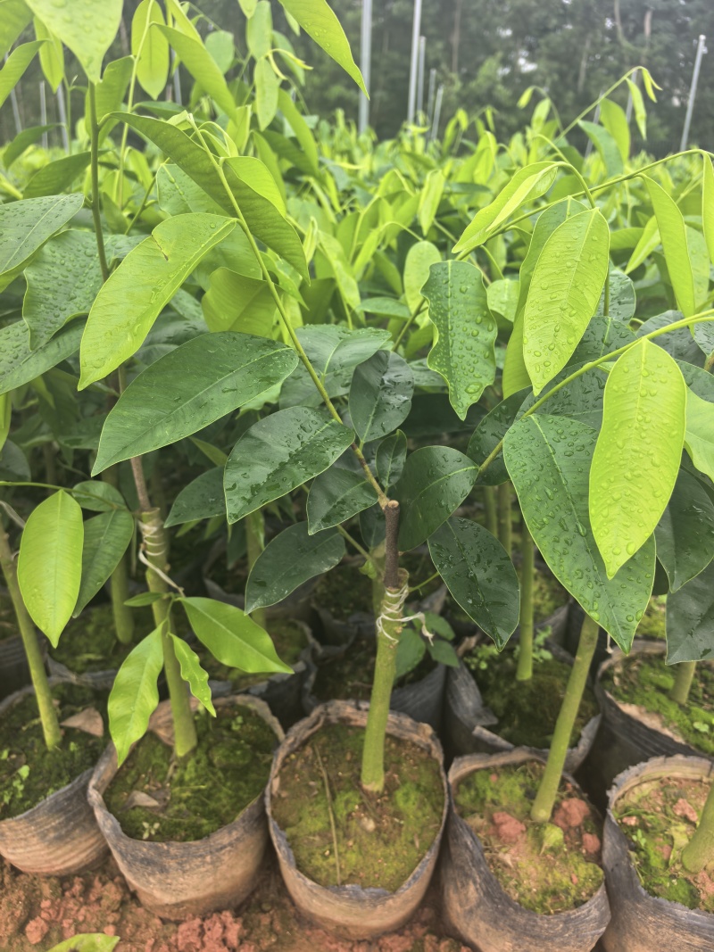 奇楠沉香罗门黑棋金沙叶树心油广东茂名基地直发欢迎选购
