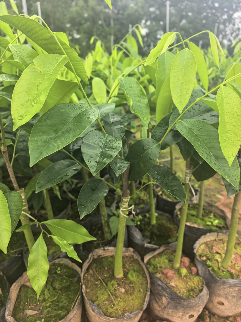 奇楠沉香罗门黑棋金沙叶树心油广东茂名基地直发欢迎选购