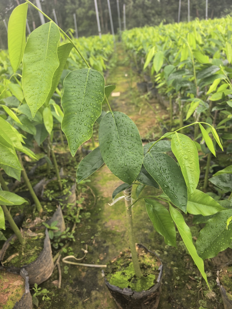 奇楠沉香罗门黑棋金沙叶树心油广东茂名基地直发欢迎选购