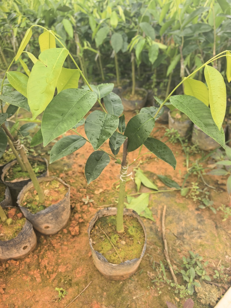 奇楠沉香罗门黑棋金沙叶树心油广东茂名基地直发欢迎选购