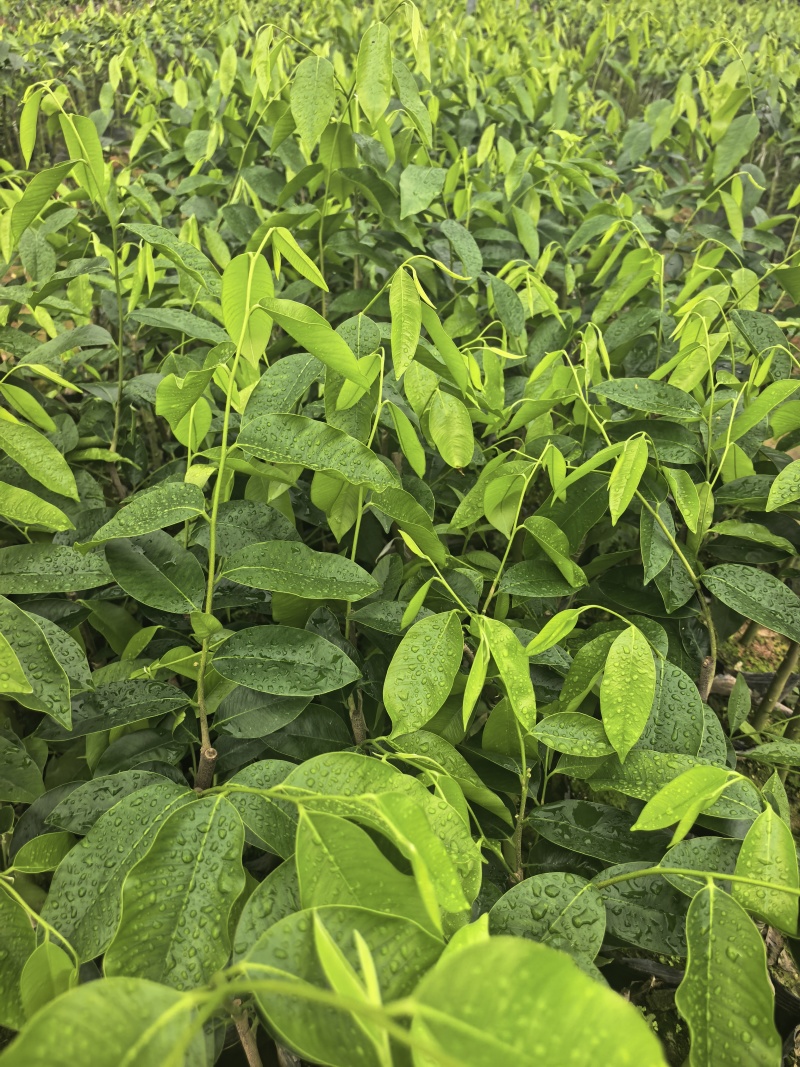 奇楠沉香罗门黑棋金沙叶树心油广东茂名基地直发欢迎选购