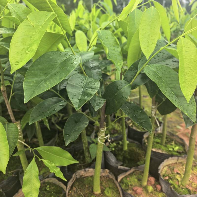奇楠沉香罗门黑棋广东茂名基地直发欢迎选购量大价格优惠