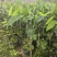 奇楠沉香罗门黑棋广东茂名基地直发欢迎选购量大价格优惠