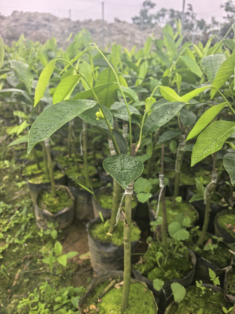 奇楠沉香罗门黑棋广东茂名基地直发欢迎选购量大价格优惠
