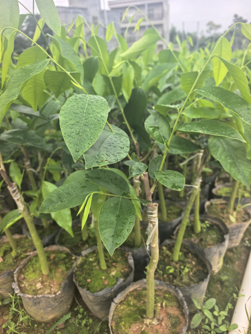 奇楠沉香罗门黑棋广东茂名基地直发欢迎选购量大价格优惠
