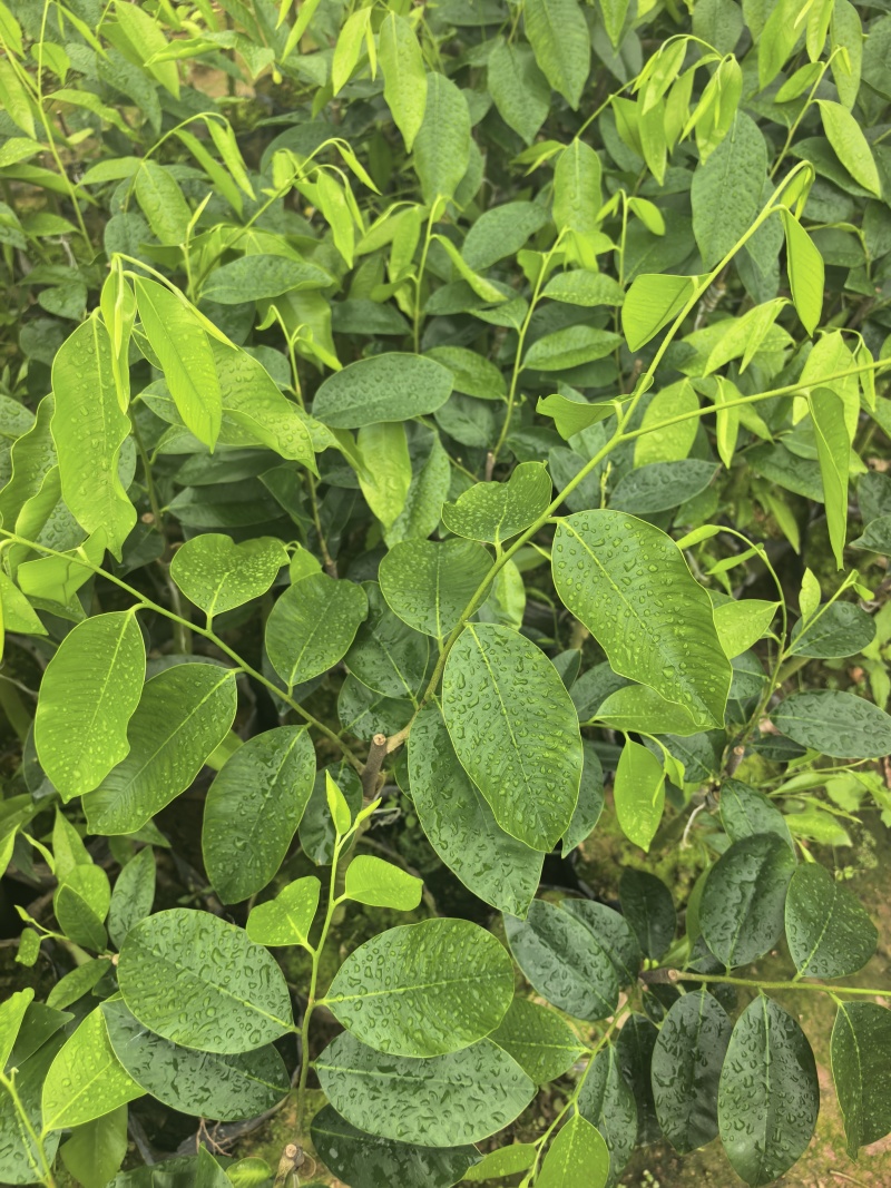 奇楠沉香罗门黑棋广东茂名基地直发欢迎选购量大价格优惠