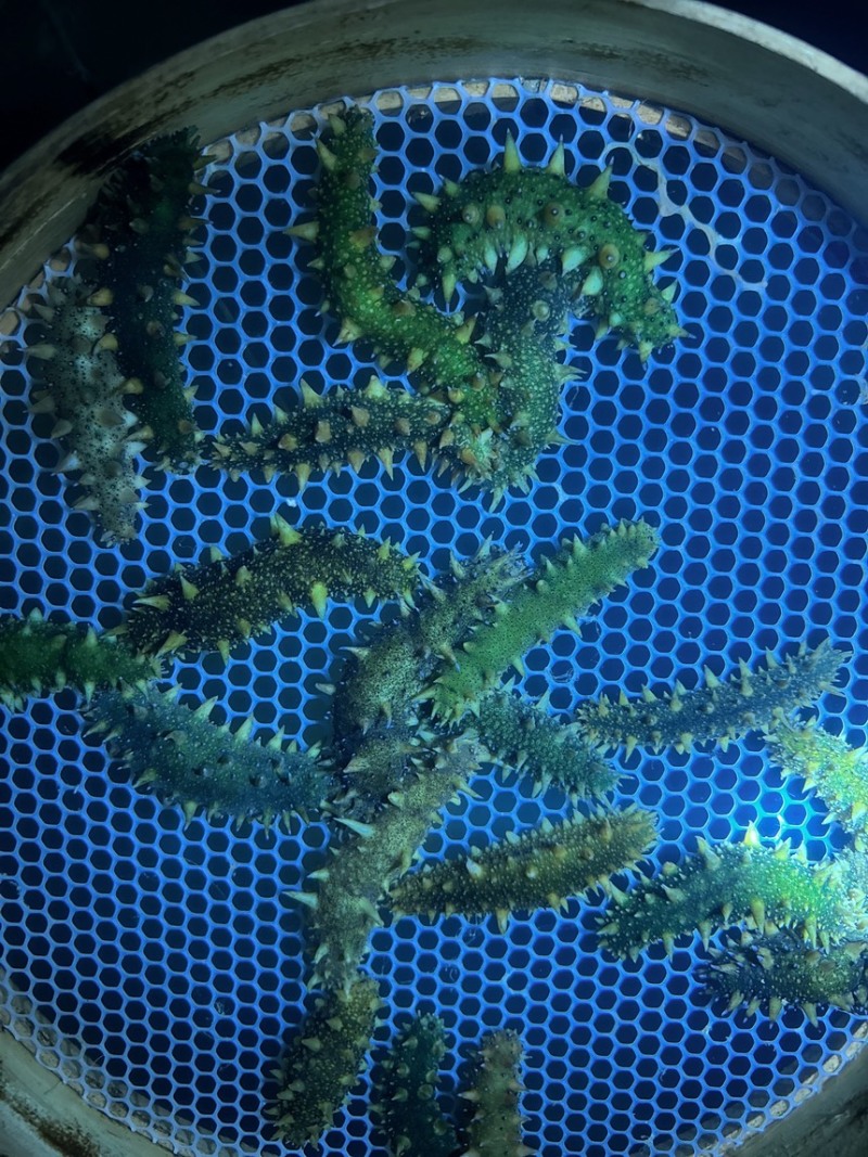 海参苗，优质天花板30000