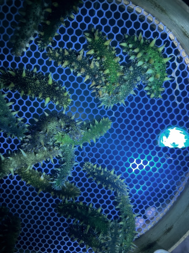 海参苗，优质天花板30000