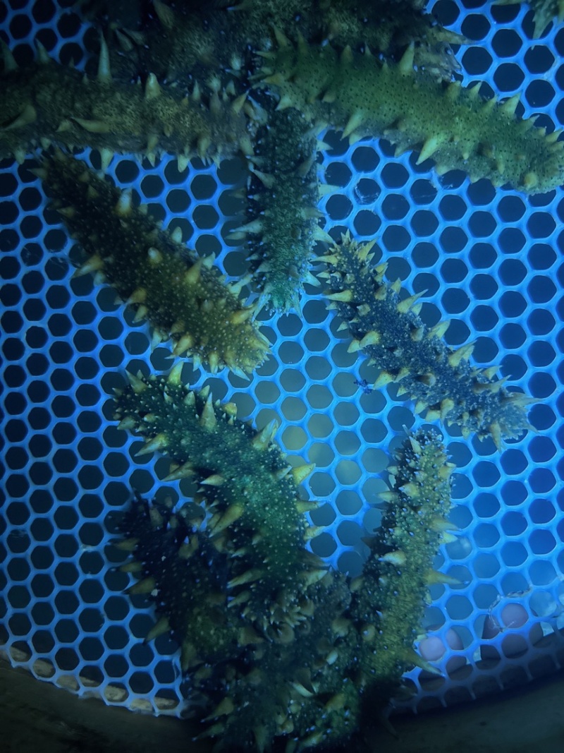 海参苗，优质天花板30000