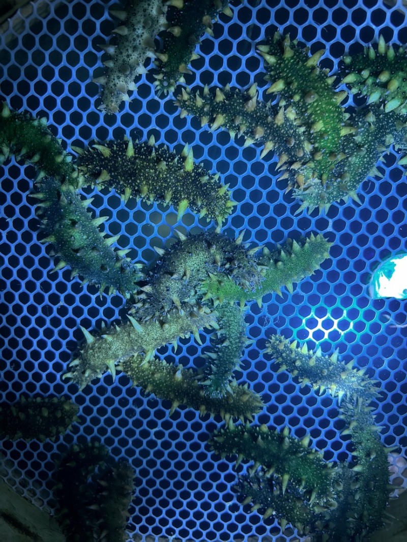 海参苗，优质天花板30000