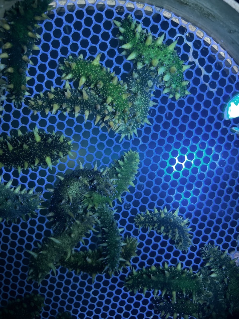 海参苗，优质天花板30000