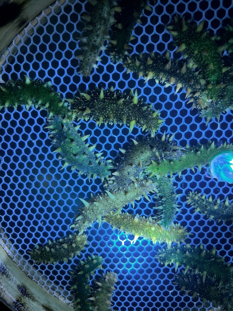海参苗，优质天花板30000