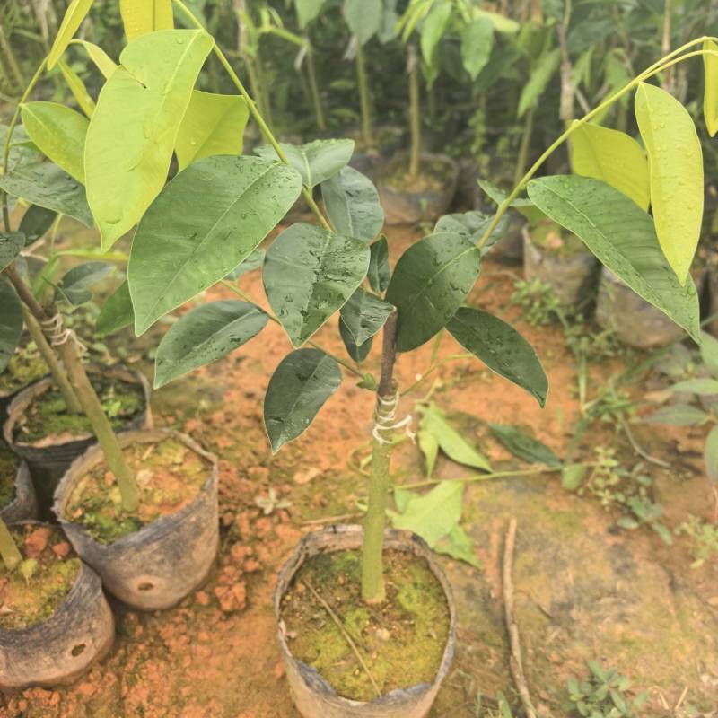 奇楠沉香香脉广东茂名基地直发量大价格优惠