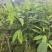 奇楠沉香香脉广东茂名基地直发量大价格优惠