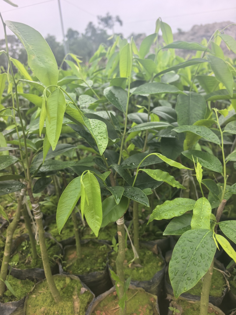 奇楠沉香香脉广东茂名基地直发量大价格优惠